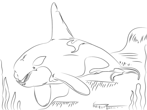 Beautiful Killer Whale  Coloring Page